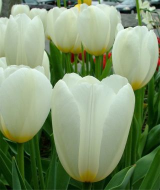 Tulip Francoise