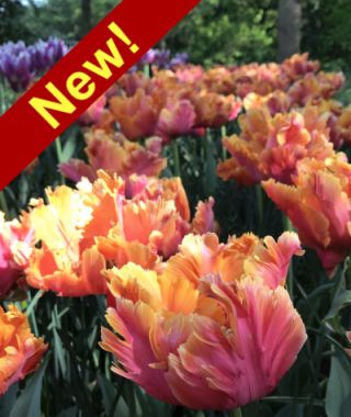 Parrot Tulip Amazing Parrot