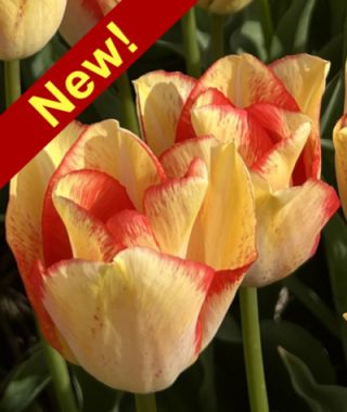 Triumph Tulip Beautydream