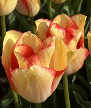 Triumph Tulip Beautydream