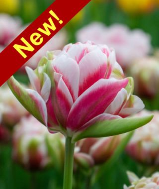 Peony Flowering Tulip Chandelier