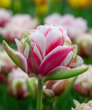 Peony Flowering Tulip Chandelier