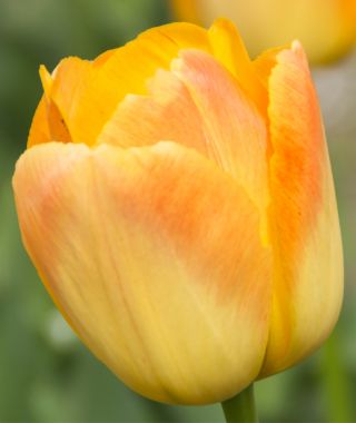 Giant Darwin Hybrid Tulip Chongming Love