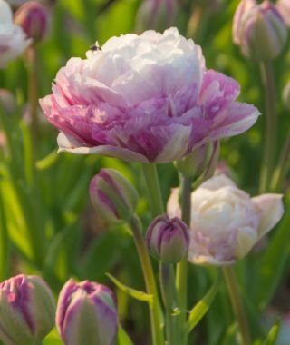 Peony Flowering Tulip Double Surprise