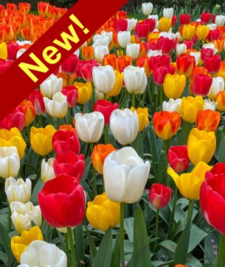 The Dutch Golden Age Tulip Mixture