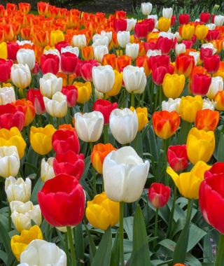 The Dutch Golden Age Tulip Mixture