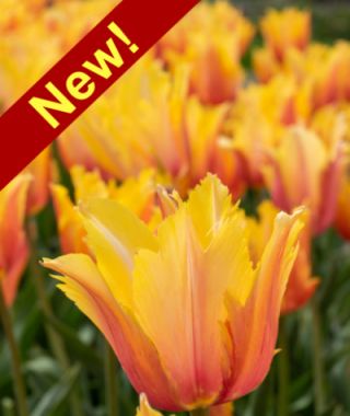 Single Late Tulip Flaming Memory