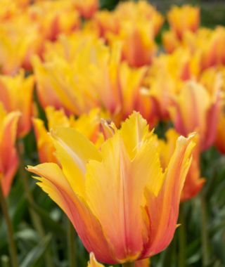 Single Late Tulip Flaming Memory