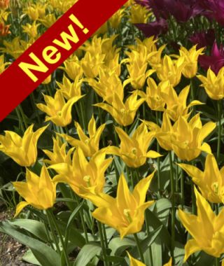 Lily Flowering Tulip Flashback