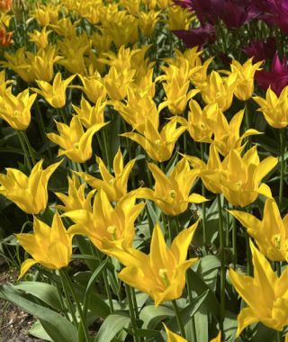 Lily Flowering Tulip Flashback