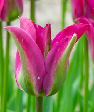 Green Tulip Green Love