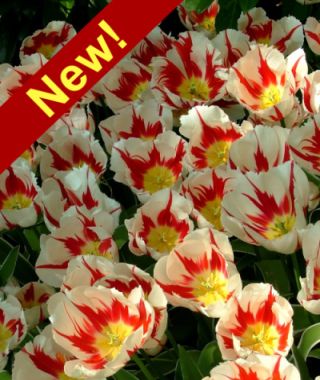 Triumph Tulip Happy Generation