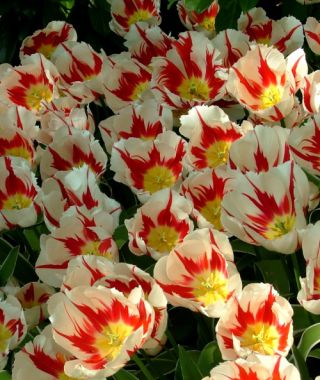 Triumph Tulip Happy Generation