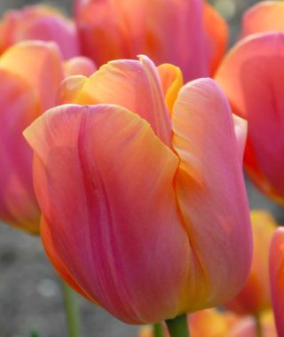 Triumph Tulip Jimmy