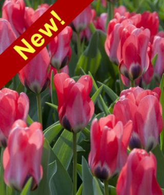 Emperor Tulip Job's Memory