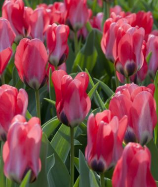 Emperor Tulip Job's Memory