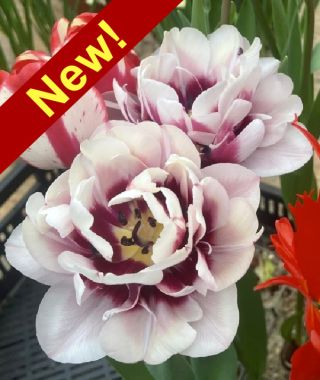 Tulip La Delicatesse