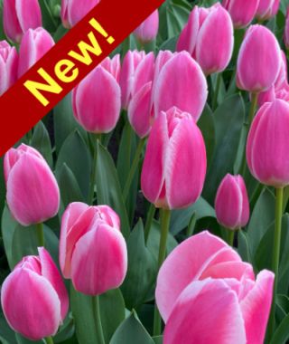 Single Early Tulip Mandy's Choice