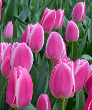 Single Early Tulip Mandy's Choice