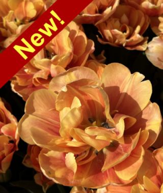 Peony Flowering Tulip Oak Heart