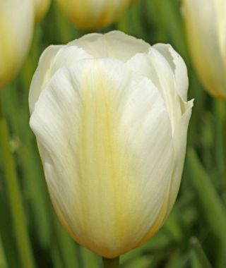 Triumph Tulip Orleans