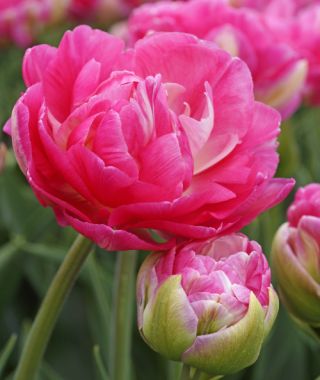Peony Flowering Tulip Pink Size