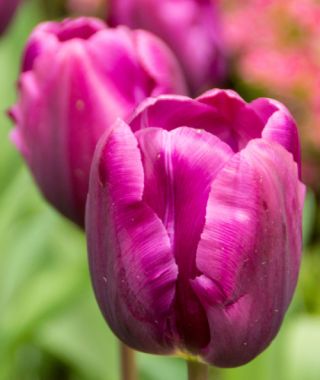 Triumph Tulip Purple Cloud