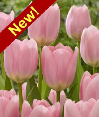 Giant Darwin Hybrid Tulip Salmon Dessert