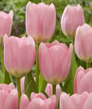 Giant Darwin Hybrid Tulip Salmon Dessert