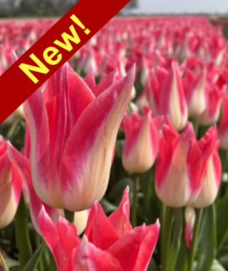 Lily Flowering Tulip Strawberry Romanoff