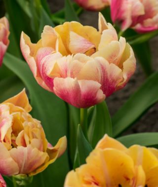 Double Early Tulip Verona Sunrise