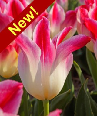 Triumph Tulip Whispering Dream