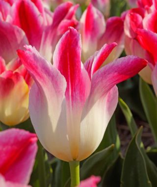 Triumph Tulip Whispering Dream