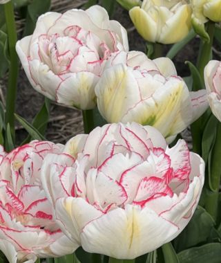 Peony Flowering Tulip Wild Romance