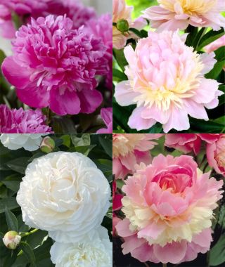 The Heavenly Herbaceous Peony Special