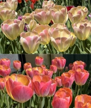 The 30%-Off Perfect Companion Tulip Special