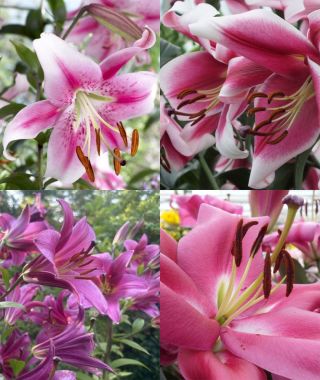 The Pinkish Orienpet Lily Special