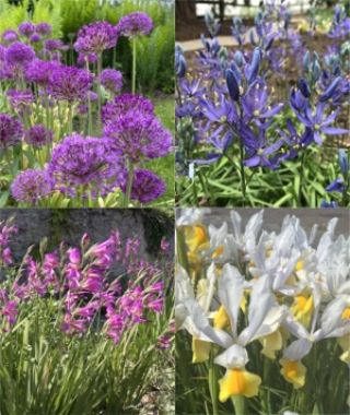 The Late Spring Bloomers Special