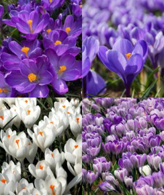 The Ribbons of Large Crocus Special 