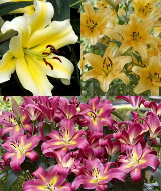 The Big Bang Orienpet Lily Special 