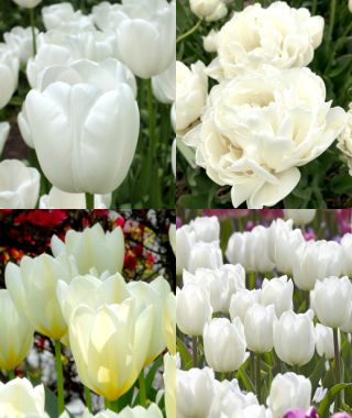 The Tulip Moon Garden Special