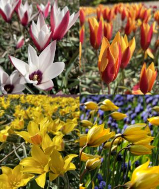 The Splendid Species Tulip Special