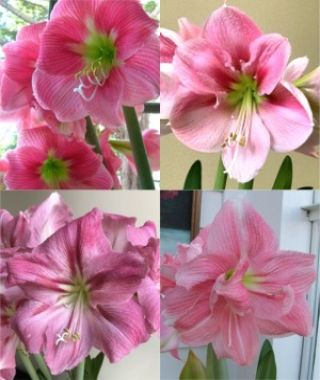 The Pink Holiday Amaryllis Special