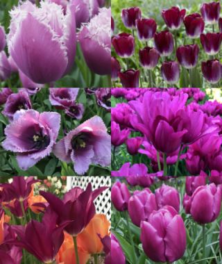 The Shades-of-Purple Garden 