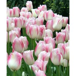 Yellow & Lilac Single Late Tulip 15 TULIP BULBS 'BLUSHING GIRL' ~ Ivory White 