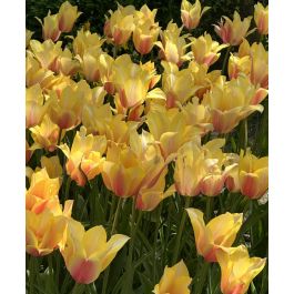 Tulip Blushing Lady