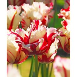 Estella rijnveld Parrot Tulip x 30 ampoules blanc et rouge fleurs