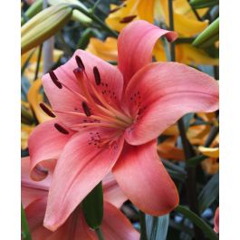 【Lily】 Asiatic Lily Pearl Loraine | John Scheepers Beauty from Bulbs