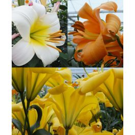 The Creamsicle Planet Lily Mixture | John Scheepers Beauty from Bulbs