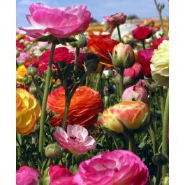 The Ranunculus Picotee Mixture